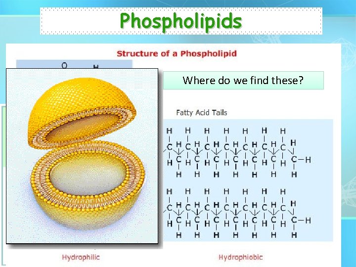 Phospholipids • Responsible for the structure and function of the cell membrane. Where do