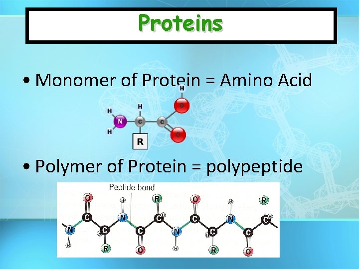 Proteins • Monomer of Protein = Amino Acid • Polymer of Protein = polypeptide