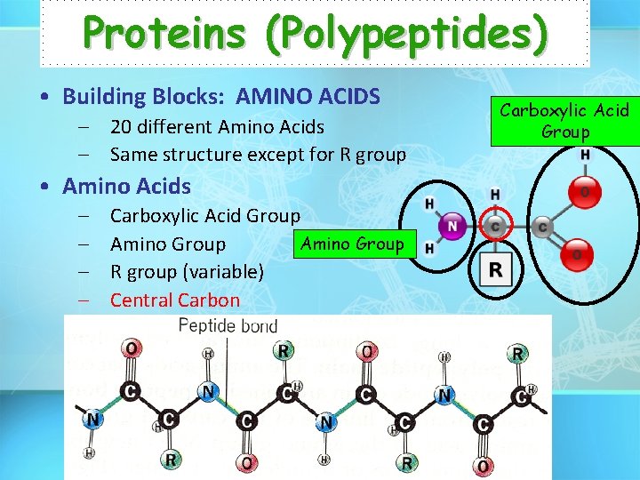 Proteins (Polypeptides) • Building Blocks: AMINO ACIDS – 20 different Amino Acids – Same