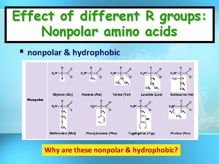 Effect of different R groups: Nonpolar amino acids nonpolar & hydrophobic Why are these