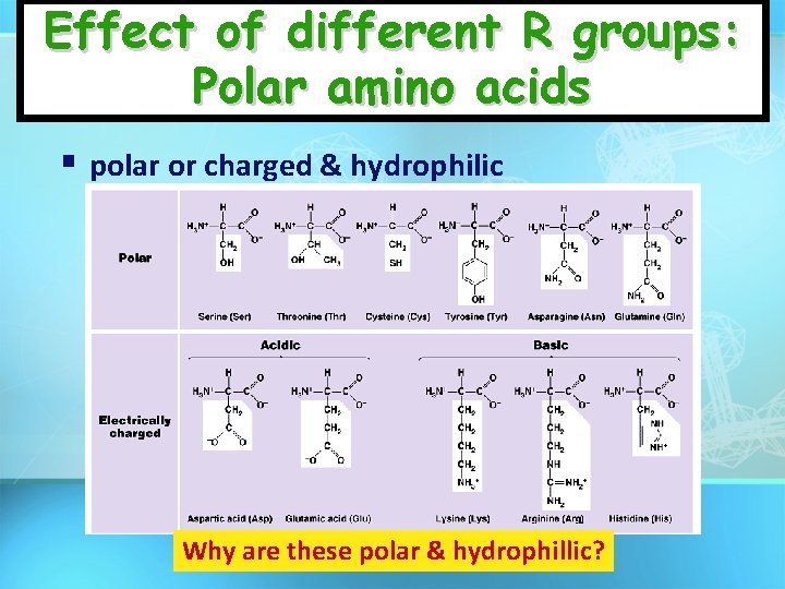 Effect of different R groups: Polar amino acids polar or charged & hydrophilic Why