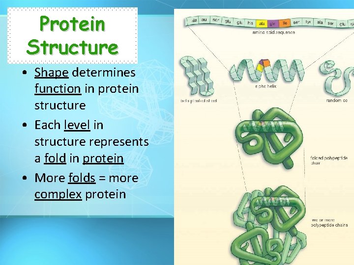 Protein Structure • Shape determines function in protein structure • Each level in structure