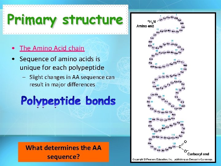 Primary structure • The Amino Acid chain • Sequence of amino acids is unique