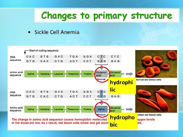 Changes to primary structure • Sickle Cell Anemia hydrophi lic hydropho bic 