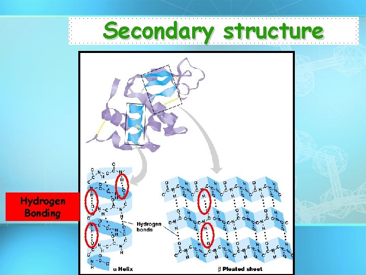 Secondary structure Hydrogen Bonding 