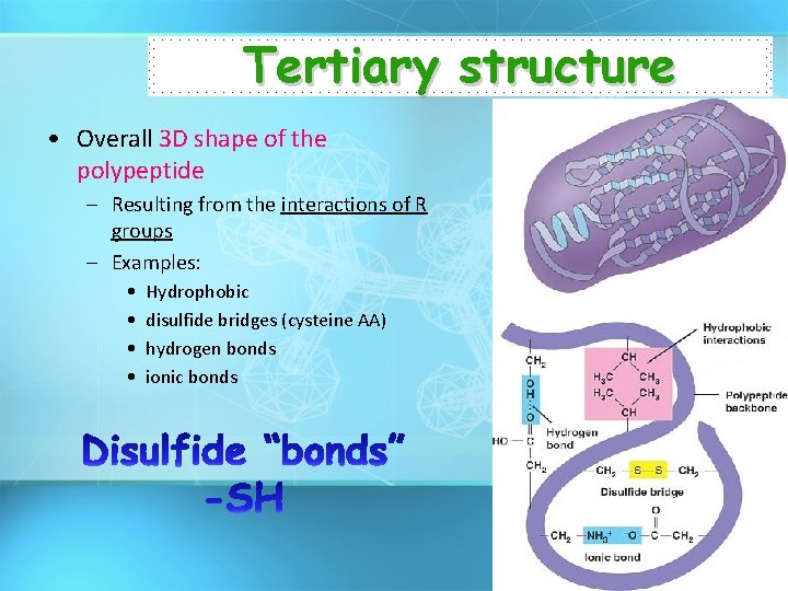 Tertiary structure • Overall 3 D shape of the polypeptide – Resulting from the