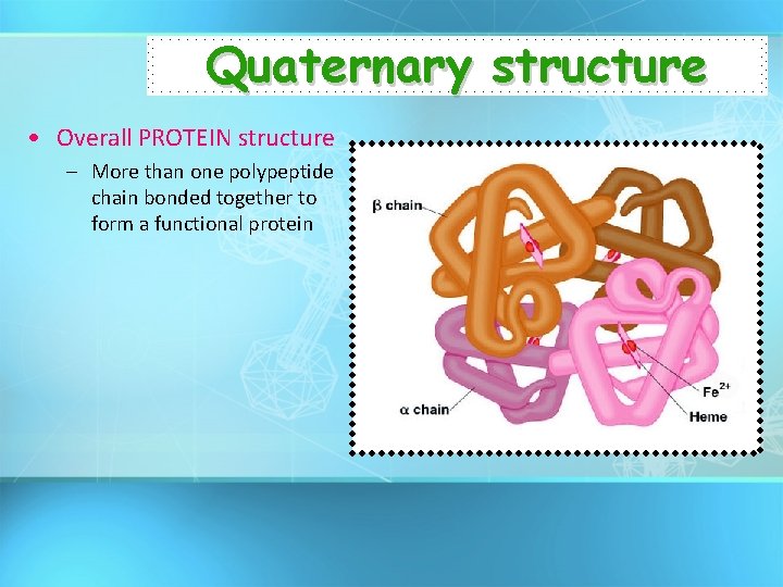 Quaternary structure • Overall PROTEIN structure – More than one polypeptide chain bonded together