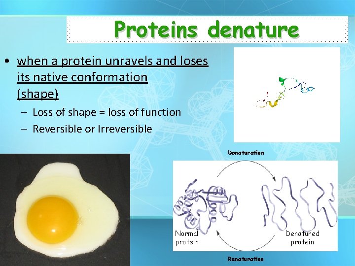 Proteins denature • when a protein unravels and loses its native conformation (shape) –