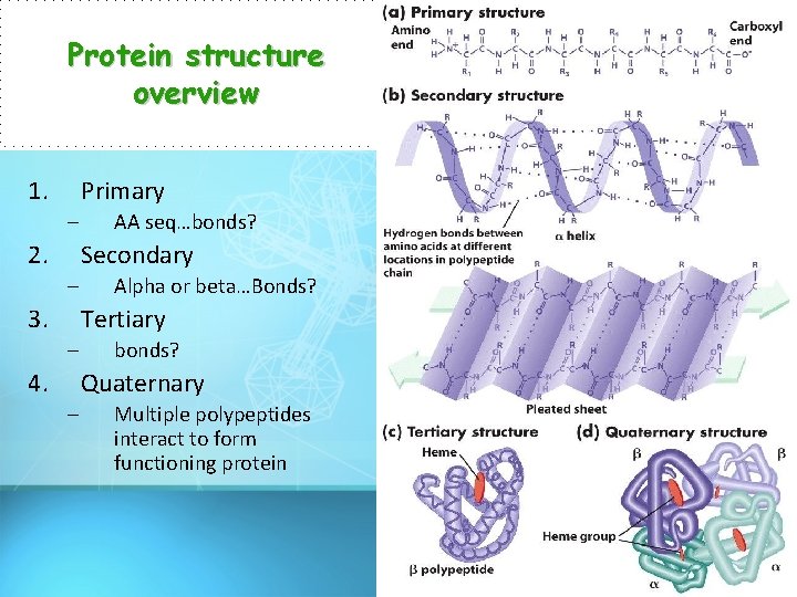 Protein structure overview 1. Primary – 2. AA seq…bonds? Secondary – 3. Alpha or