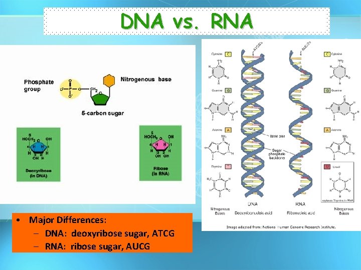DNA vs. RNA • Major Differences: – DNA: deoxyribose sugar, ATCG – RNA: ribose
