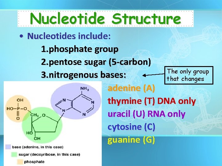 Nucleotide Structure • Nucleotides include: 1. phosphate group 2. pentose sugar (5 -carbon) The