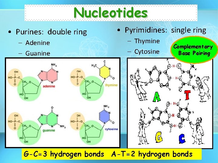 Nucleotides • Purines: double ring – Adenine – Guanine • Pyrimidines: single ring –