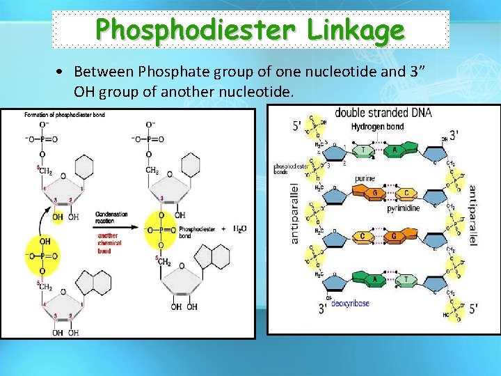 Phosphodiester Linkage • Between Phosphate group of one nucleotide and 3” OH group of