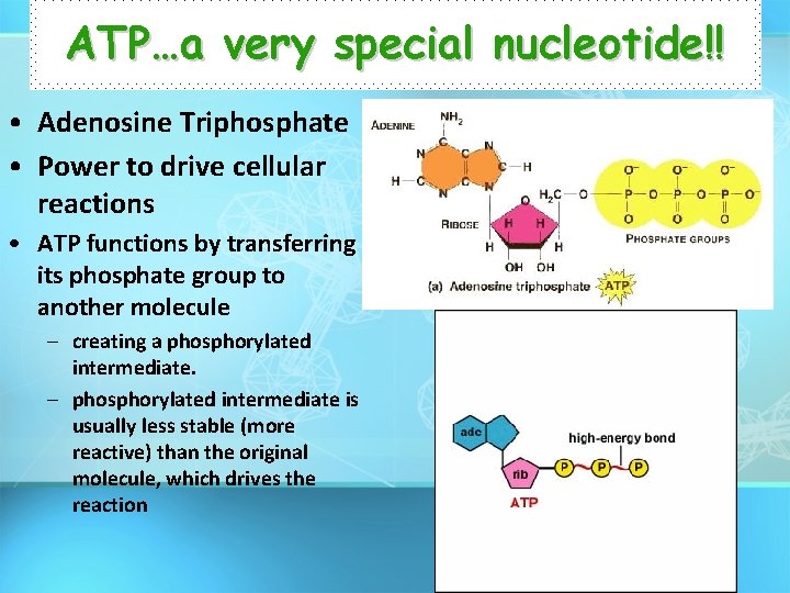 ATP…a very special nucleotide!! • Adenosine Triphosphate • Power to drive cellular reactions •