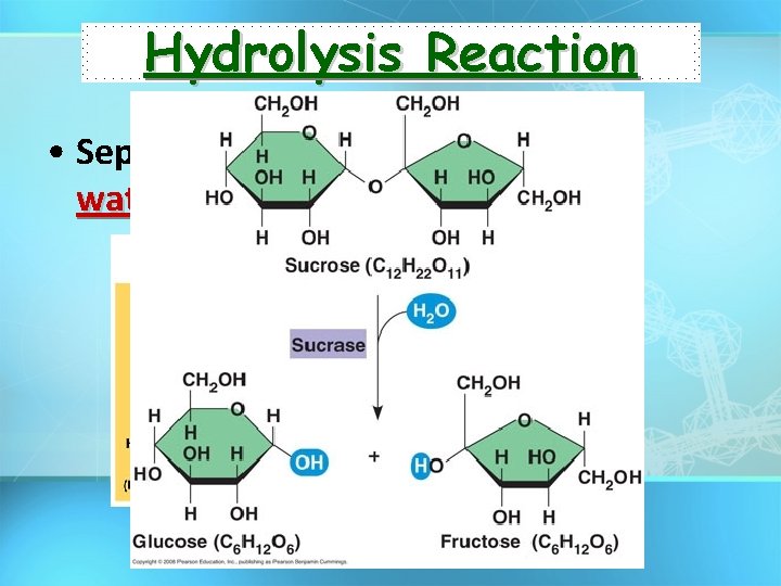 Hydrolysis Reaction • Separates monomers by “adding water” 