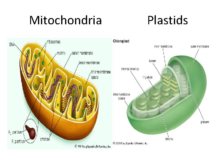 Mitochondria Plastids 