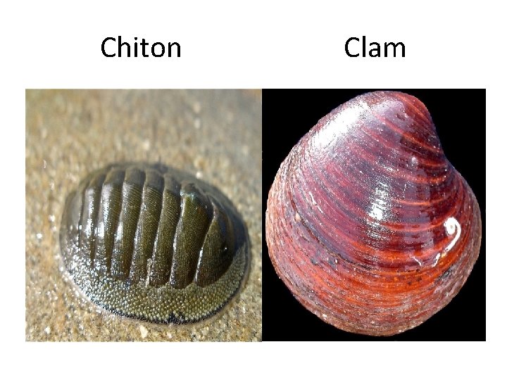 Chiton Clam 