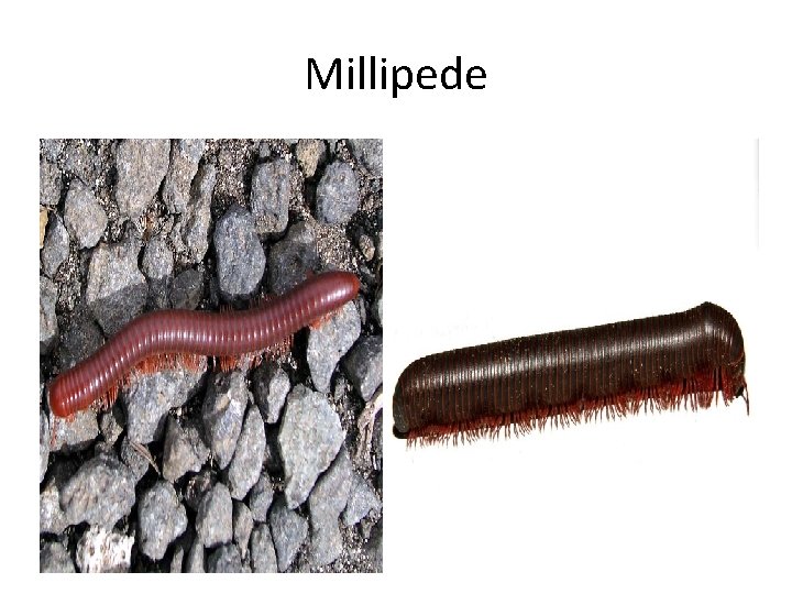 Millipede 