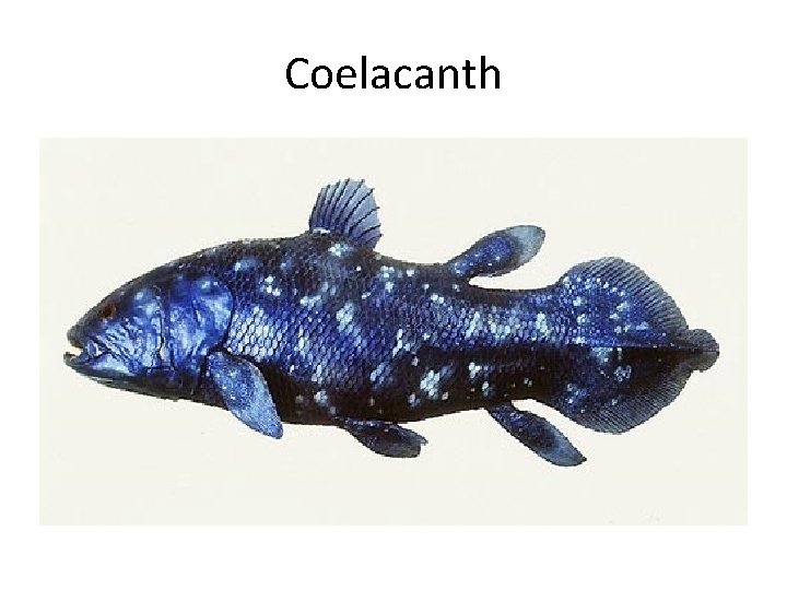 Coelacanth 