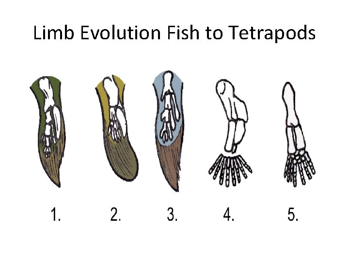 Limb Evolution Fish to Tetrapods 