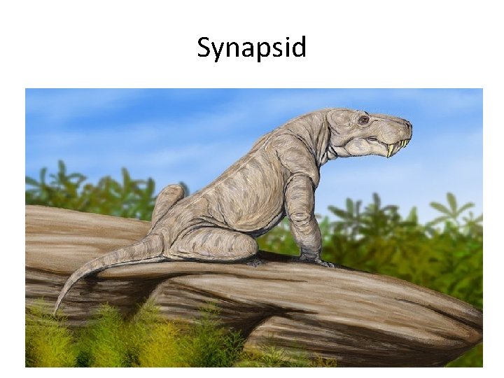 Synapsid 