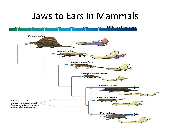 Jaws to Ears in Mammals 