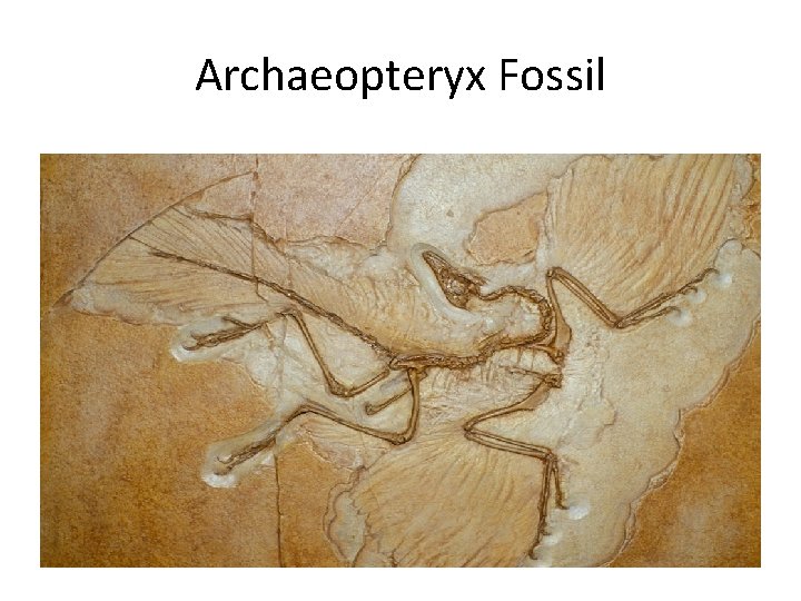 Archaeopteryx Fossil 