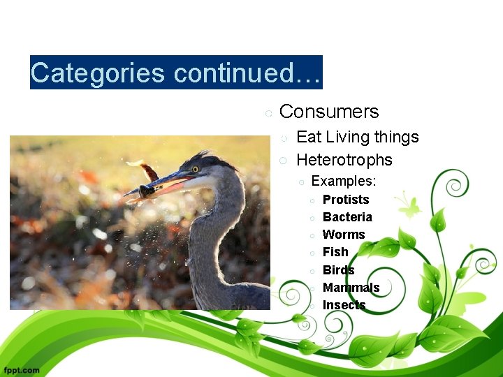 Categories continued… ○ Consumers Eat Living things ○ Heterotrophs ○ ○ Examples: ○ ○