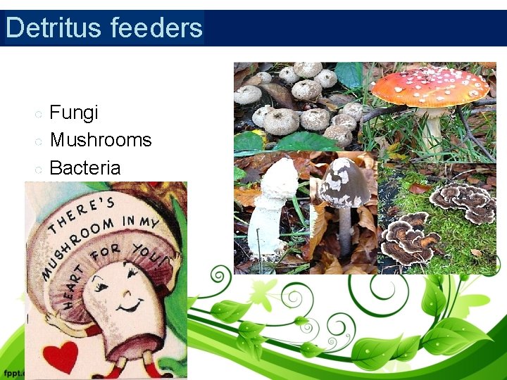 Detritus feeders ○ ○ ○ Fungi Mushrooms Bacteria 