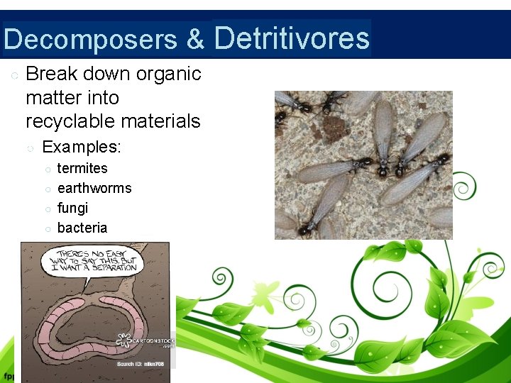 Decomposers & Detritivores ○ Break down organic matter into recyclable materials ○ Examples: ○