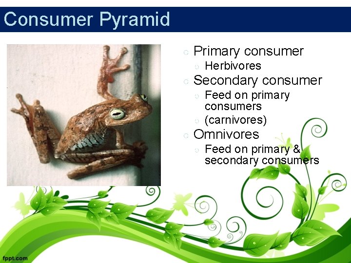 Consumer Pyramid ○ Primary consumer ○ ○ Secondary consumer ○ ○ ○ Herbivores Feed