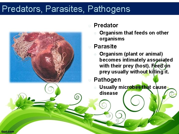 Predators, Parasites, Pathogens ○ Predator ○ ○ Parasite ○ ○ Organism that feeds on