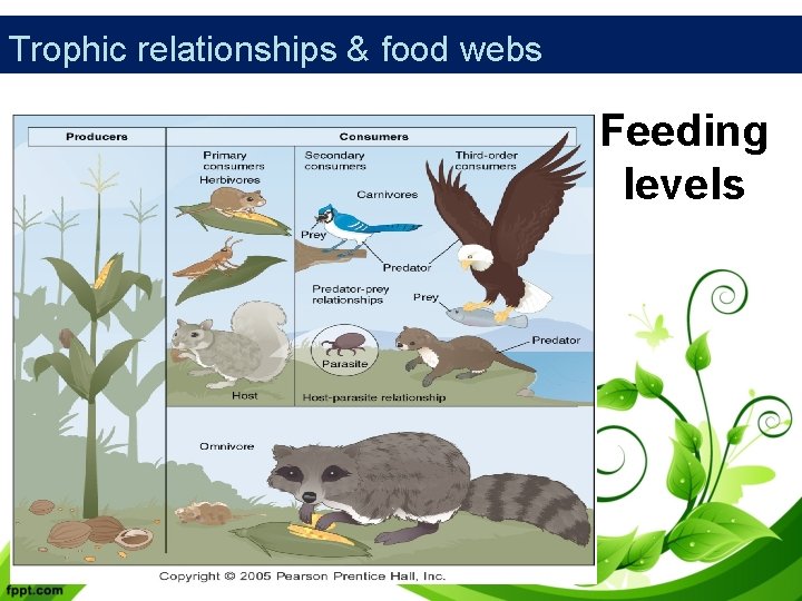 Trophic relationships & food webs Feeding levels 