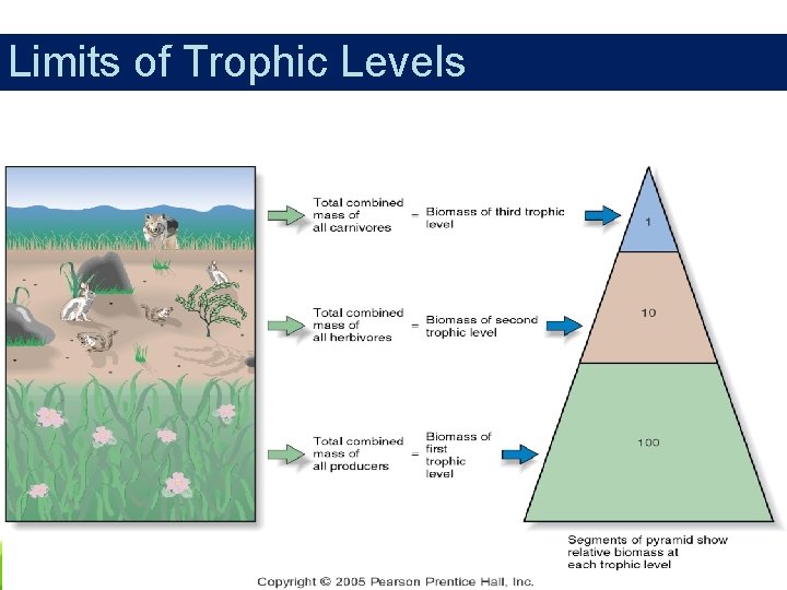 Limits of Trophic Levels ○ ○ Biomass Total combined weight of all the organisms