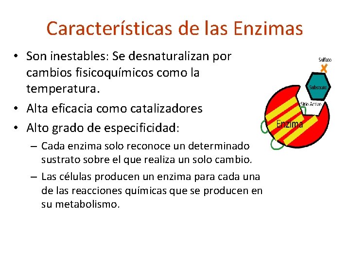 Características de las Enzimas • Son inestables: Se desnaturalizan por cambios fisicoquímicos como la