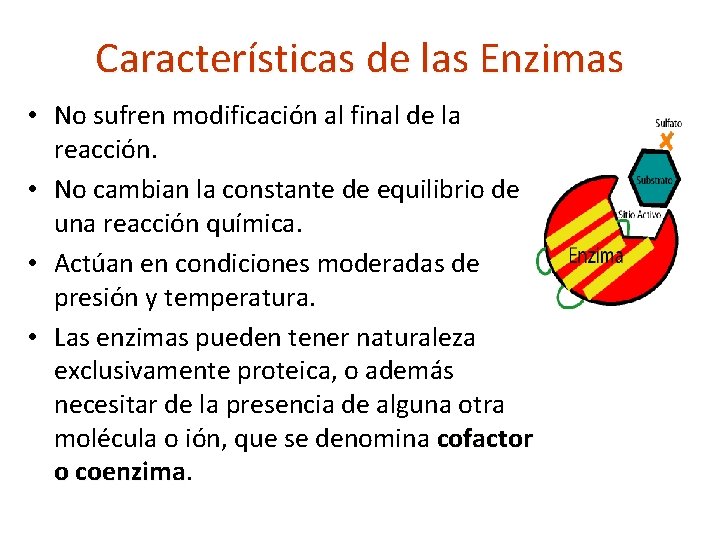 Características de las Enzimas • No sufren modificación al final de la reacción. •