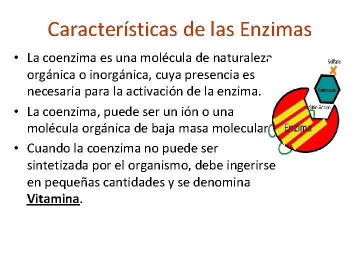 Características de las Enzimas • La coenzima es una molécula de naturaleza orgánica o