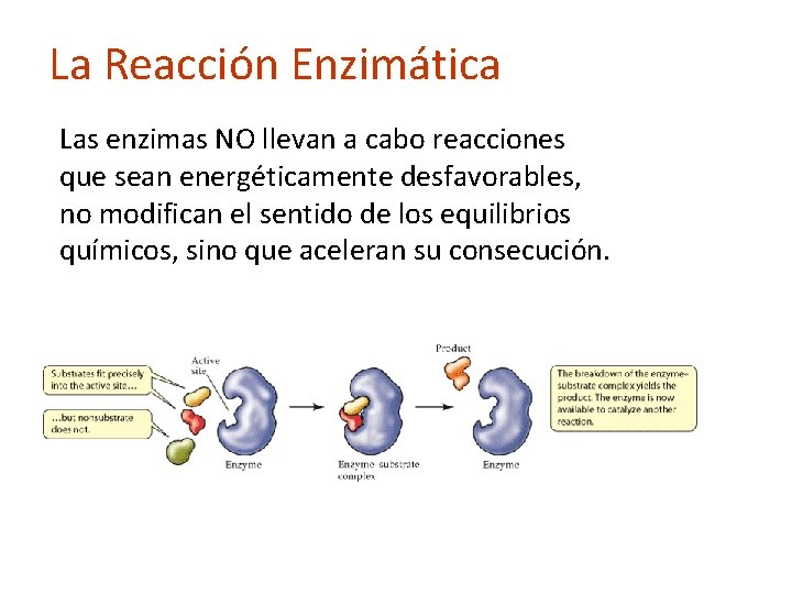 La Reacción Enzimática Las enzimas NO llevan a cabo reacciones que sean energéticamente desfavorables,