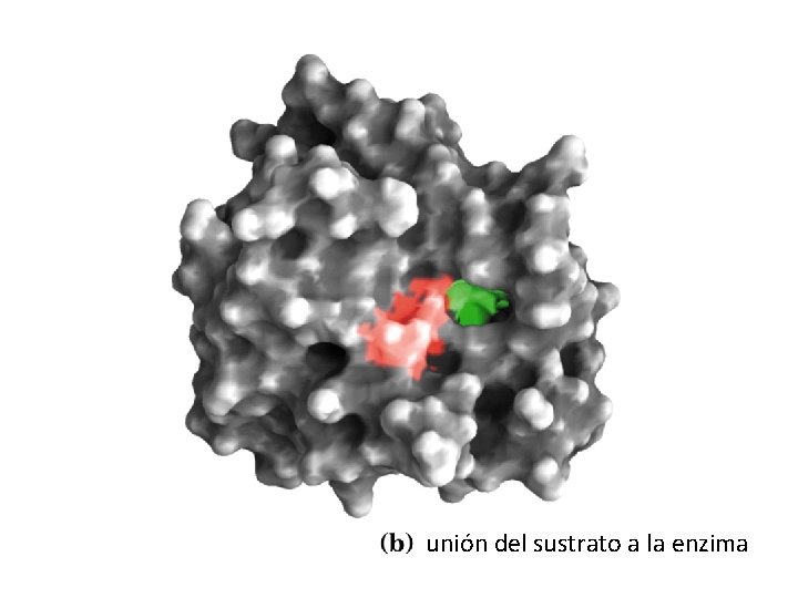 unión del sustrato a la enzima 