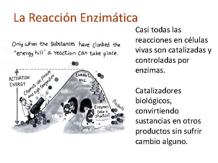 La Reacción Enzimática Casi todas las reacciones en células vivas son catalizadas y controladas