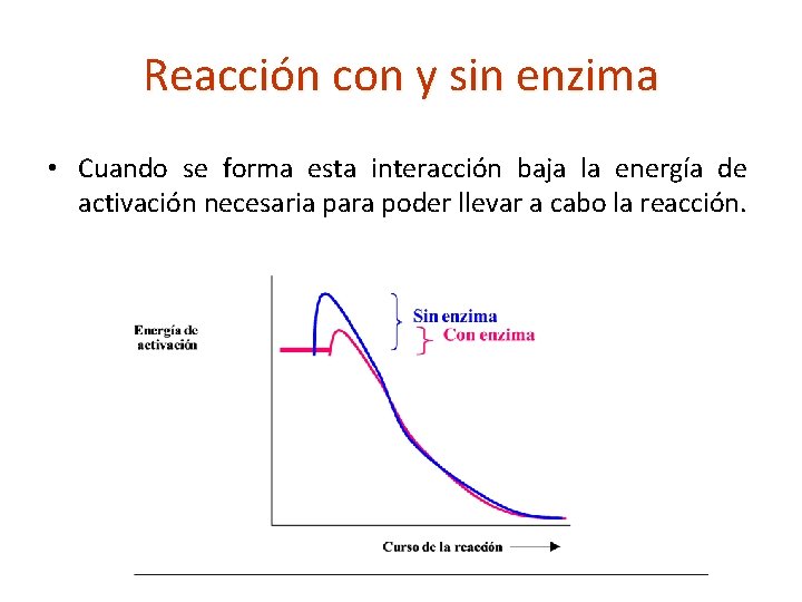 Reacción con y sin enzima • Cuando se forma esta interacción baja la energía