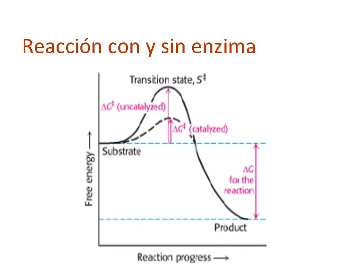 Reacción con y sin enzima 