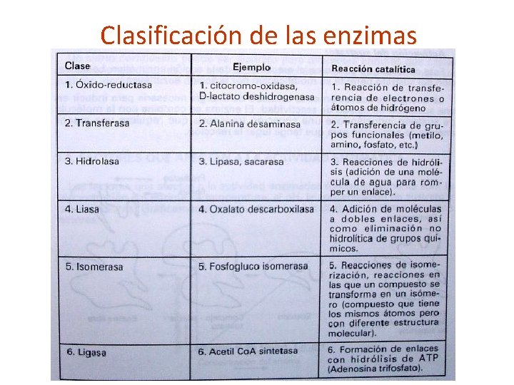 Clasificación de las enzimas 