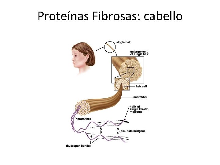 Proteínas Fibrosas: cabello 