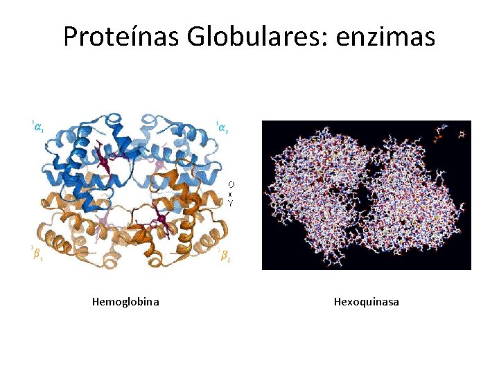 Proteínas Globulares: enzimas Hemoglobina Hexoquinasa 