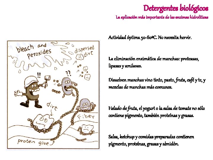 Detergentes biológicos La aplicación más importante de las enzimas hidrolíticas Actividad óptima 50 -60ºC.