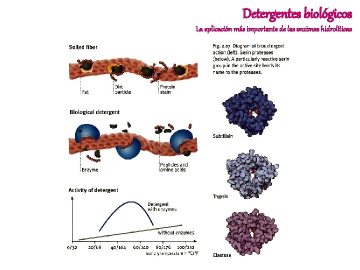 Detergentes biológicos La aplicación más importante de las enzimas hidrolíticas 