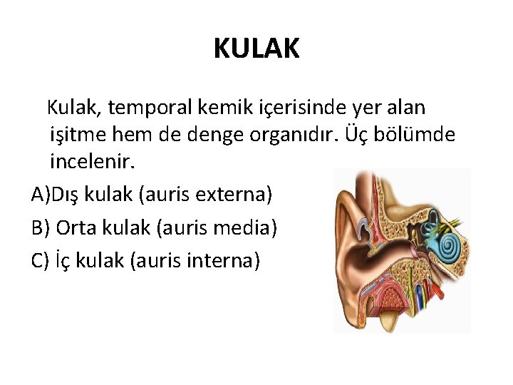 KULAK Kulak, temporal kemik içerisinde yer alan işitme hem de denge organıdır. Üç bölümde