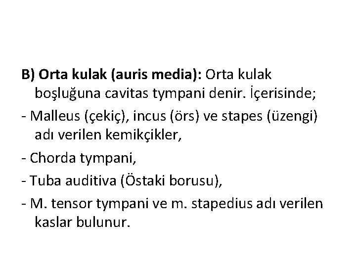 B) Orta kulak (auris media): Orta kulak boşluğuna cavitas tympani denir. İçerisinde; - Malleus