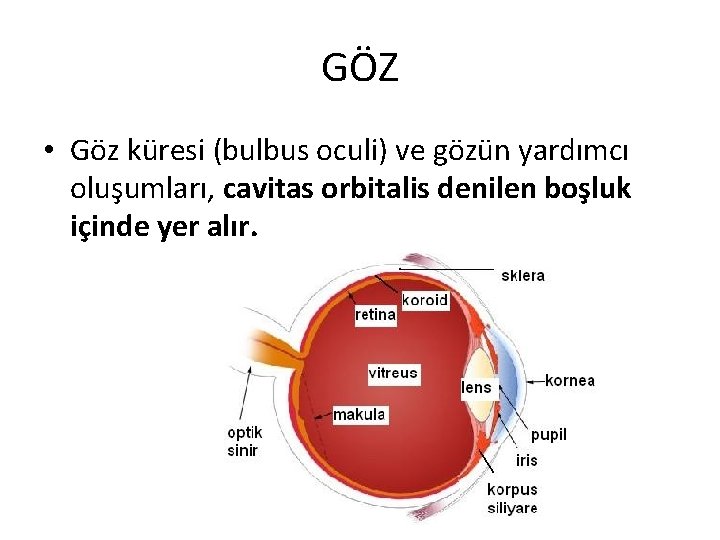 GÖZ • Göz küresi (bulbus oculi) ve gözün yardımcı oluşumları, cavitas orbitalis denilen boşluk